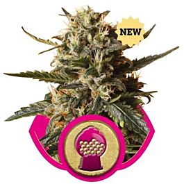 Royal Queen Seeds Bubblegum XL Feminized