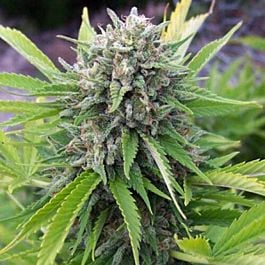 Spliff Seeds Bubblegun Regular