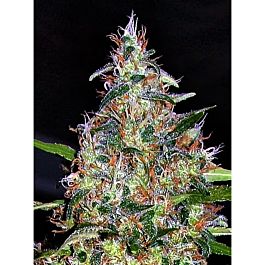 Big Head Seeds Bubblehead #13 Feminized