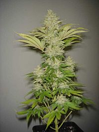 Resin Seeds Bubblicious Regular