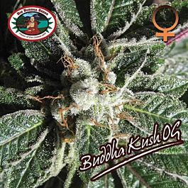 Big Buddha Buddha Kush OG Feminized