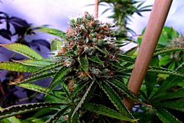 Soma Seeds Buddha's Sister Regular