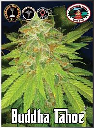 Big Buddha Tahoe Feminised