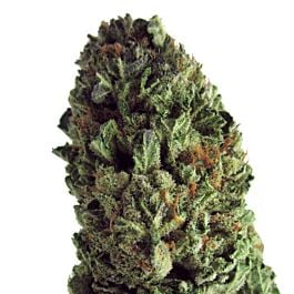Heavyweight Seeds Budzilla Feminized