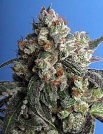 T H Seeds Burmese Kush Regular