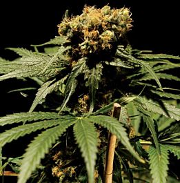 The Bulldog Seeds The Chronic Feminized