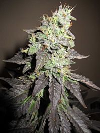 Gage Green Seeds Burgundy Regular