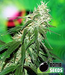 Bomb Seeds Buzz Bomb Regular