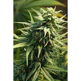 Big Head Seeds Buzz 'N' Smiles Feminized