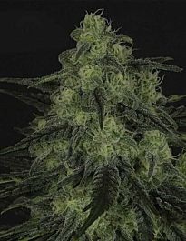 Ripper Seeds Black Valley Feminized