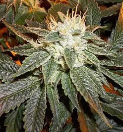 Apothecary Genetics BWB OG Regular