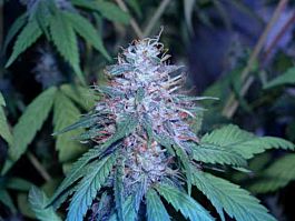 DNA Genetics C13 Haze Regular