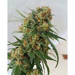 Lineage Genetics C99 Regular