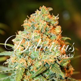 Delicious Critical Super Silver Haze Feminized
