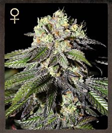 Strain Hunters Caboose Feminized