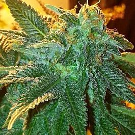 Cali Connection Alien OG Feminized