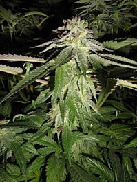 Cali Connection Corleone Kush Regular