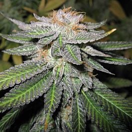 Cali Connection Green Crack Feminized
