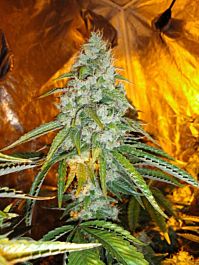 Cali Connection Original Sour Diesel Regular
