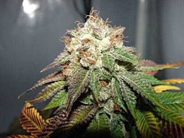 Cali Connection Pre98 Bubba BX2 Feminized