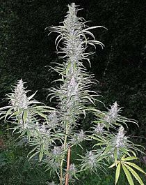 British Columbia  Seeds CO Cali Mist Regular