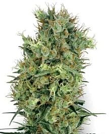 White Label Californian Orange Bud Regular
