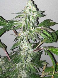 Cali Connection Girl Scout Cookies Feminized