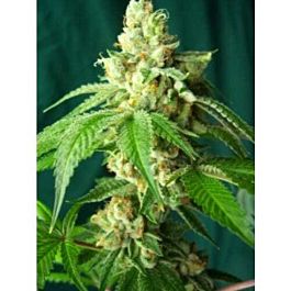 California Breeders Association OG Truth Regular