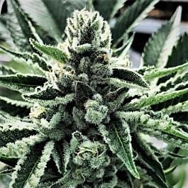 Cali Kush Farms King Mamba Feminized