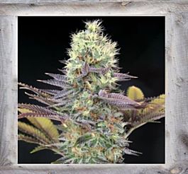 Garden of Green Cali Bay Dream Feminized