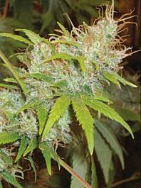 Homegrown Fantaseeds California Orange Regular