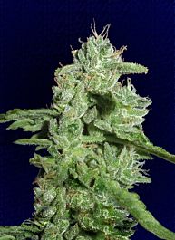 Big Buddha California Orange Cheese Feminised