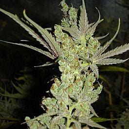 Canadian Bred Seeds Canadian Kush Feminized