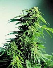 Canadian Bred Seeds Hindu Kush Regular