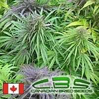Canadian Bred Seeds Madame Poison Regular