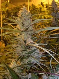 DNA Genetics Cannalope Haze Regular