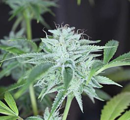 Gage Green Seeds Candy Drop Regular