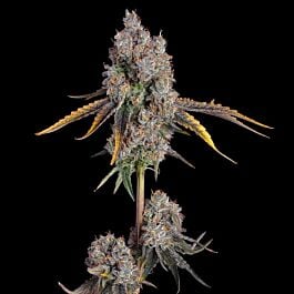 Candy Games #25 Feminized - Happy Valley Genetics