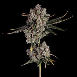 Candy Games #38 Feminized - Happy Valley Genetics
