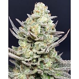 Lineage Genetics Candy Ice Regular