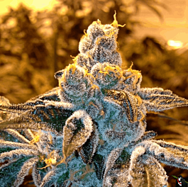 Grand Daddy Purp Genetics Candyland Regular