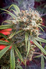 Homegrown Natural Wonders Canna-Wreck Regular Cannabis