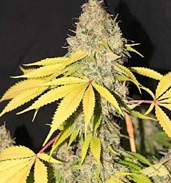 Apothecary Genetics CannaBerry Regular