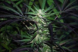 CannaBioGen Mangobiche Kush Feminized