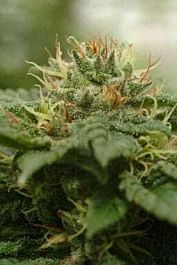 DNA Genetics LA Cannalope (former Cannadential) Regular