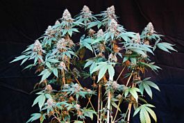 DNA Genetics Cannalope Kush Feminized