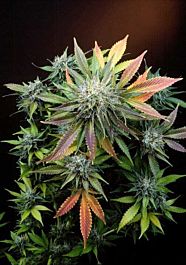 Delta 9 Labs CannaSutra Regular