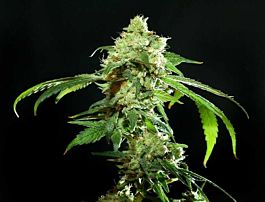 Resin Seeds Cannatonic Regular