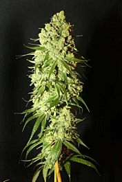 Resin Seeds Cannatonic Feminised