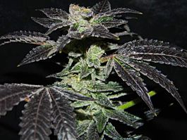Cannaventure Seeds Flaming Cookies Regular